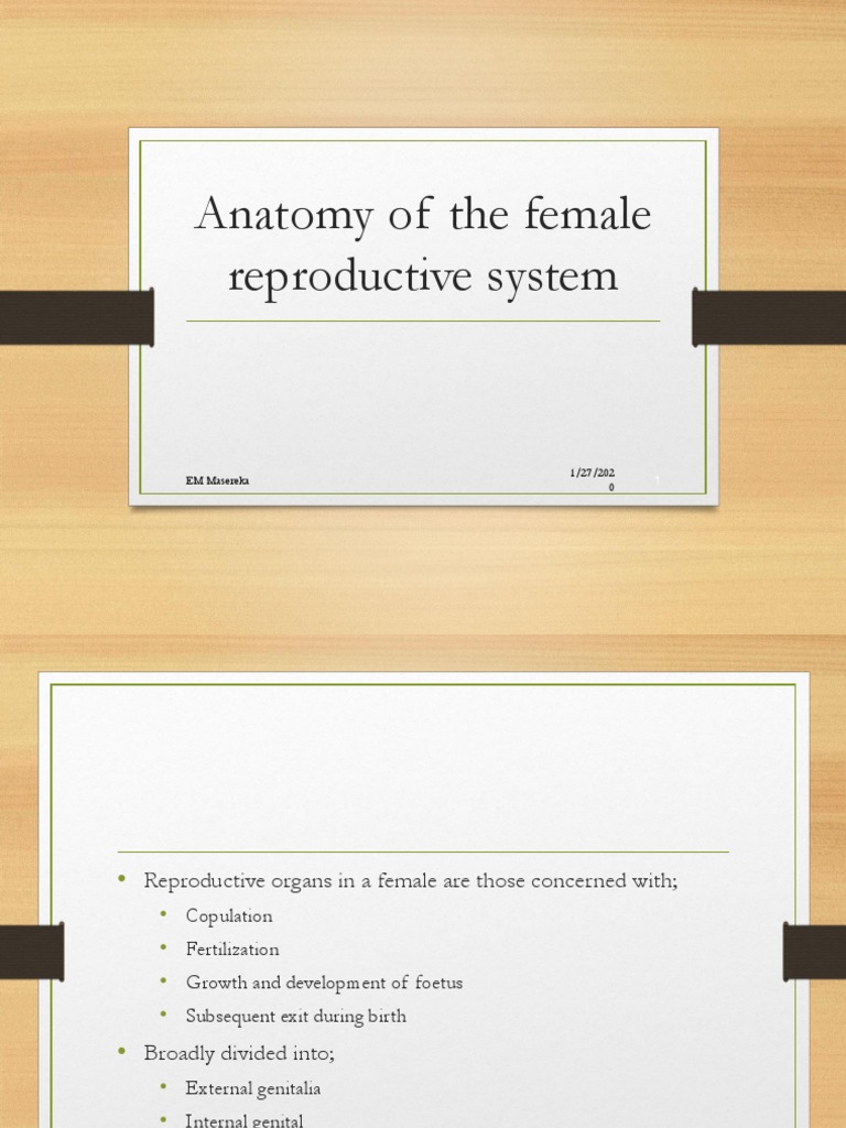 Anatomy of Female External Genitalia | PDF | Labia | Vagina