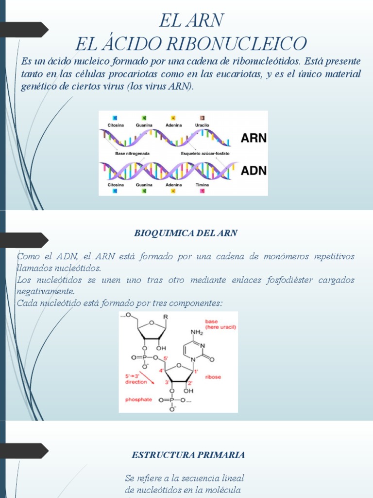 El Arn | PDF | Rna | Ribosoma