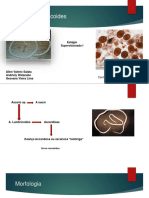 Ascaridíase: Ciclo Biológico e Diagnóstico da Ascaris Lumbricoides