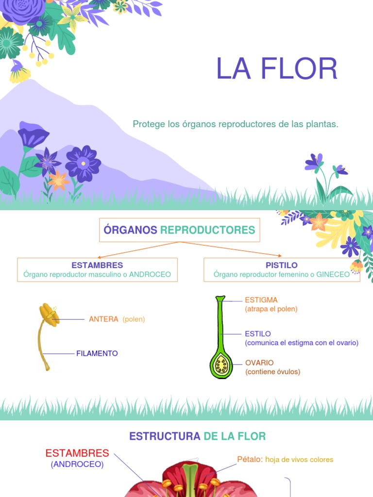 La Flor y La Reproducción | PDF | Flores | Plantas