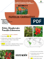 Familia Cannaceae