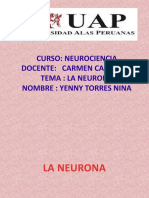 Curso: Neurociencia Docente: Carmen Cardenas Tema: La Neurona Nombre: Yenny Torres Nina
