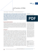 The Structure and Function of DNA G-Quadruplexes: Review