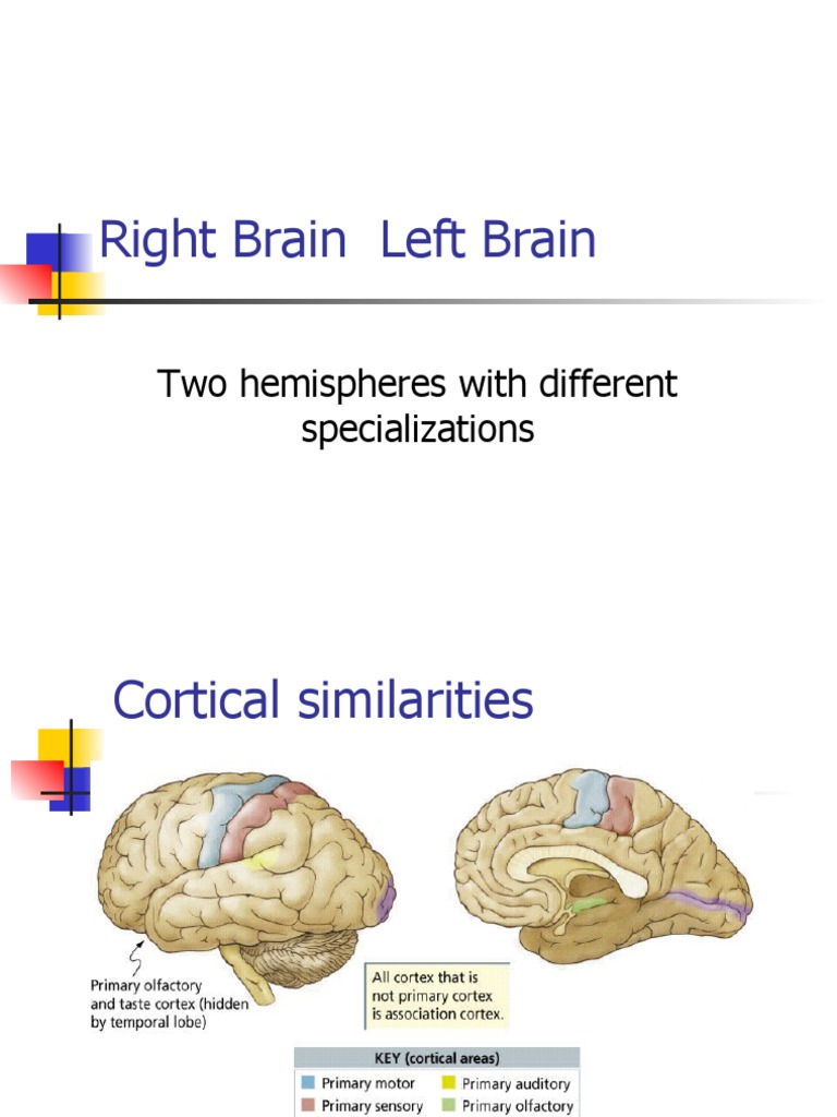 Right Brain Left Brain: Two Hemispheres With Different Specializations