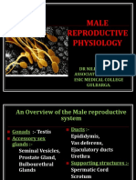 Male Reproductive System