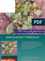 Pulguilla de la papa (Epitrix sp): daños, ciclo de vida y manejo integrado