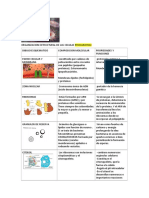 Organizacion Estructural de Las Celulas Procariotas