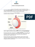 Componentes Do Sistema Genital Masculino