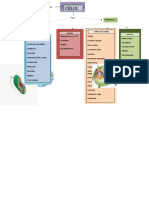 Mapa Conceptual La Celula