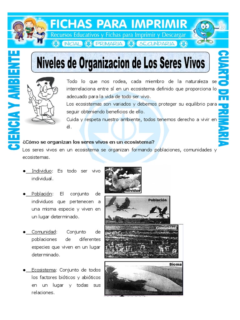 Ficha Niveles de Organizacion de Los Seres Vivos para Cuarto de ...