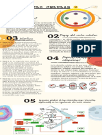 Infografia Ciclo y Apoptosis Celular