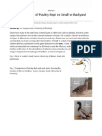 External Anatomy of Poultry Kept On Small or Backyard Flocks - Duck - EXtension