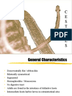 3 Cestodes (Tapeworms)