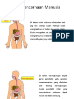 Sistem Pencernaan