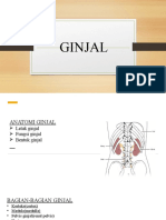 Ginjal (Ditampilkan) - Final