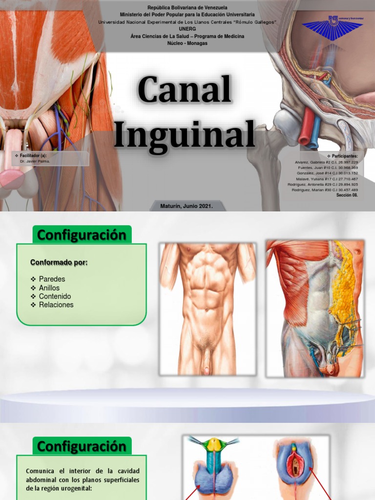 Canal Inguinal Secc 08 | PDF | Abdomen | Anatomía