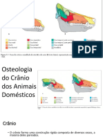 Osteologia Do Crânio Dos Animais Domésticos