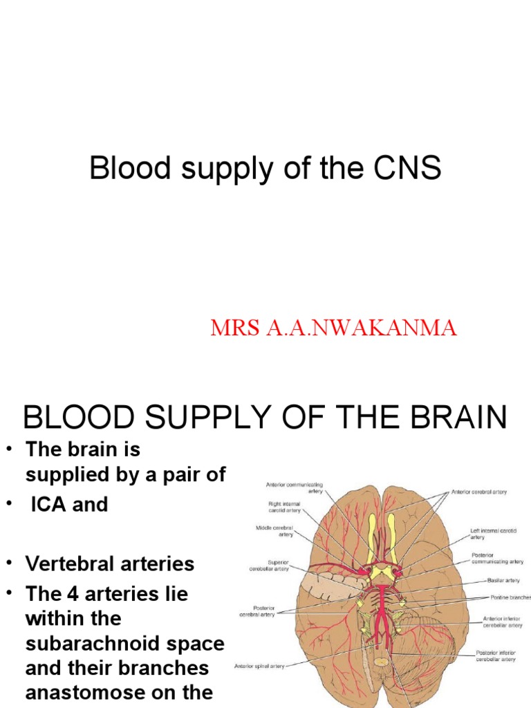 Blood Supply of The CNS: Mrs A.A.Nwakanma | PDF | Vertebral Column ...