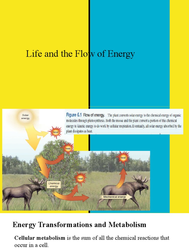 Energy Transformations | PDF | Photosynthesis | Metabolism