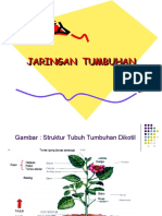 8 - Jaringan Tumbuhan Dan Fungsinya