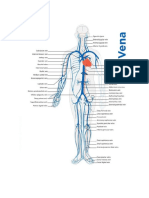 Pembuluh Vena