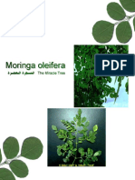 Moringa Analysis