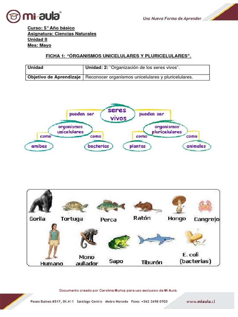 Ficha 1 Organismos Unicelulares y Pluricelulares 102931 20210513 20200220  092720 | PDF | Ciencias sociales