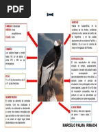 Ciclo de Vida del Cóndor Andino | PDF