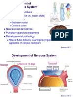 Development of The Nervous System: Neural Tube Derivatives Spinal Cord (Alar vs. Basal Plate) Brain Vesicles
