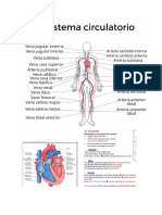 circulatorio (1)