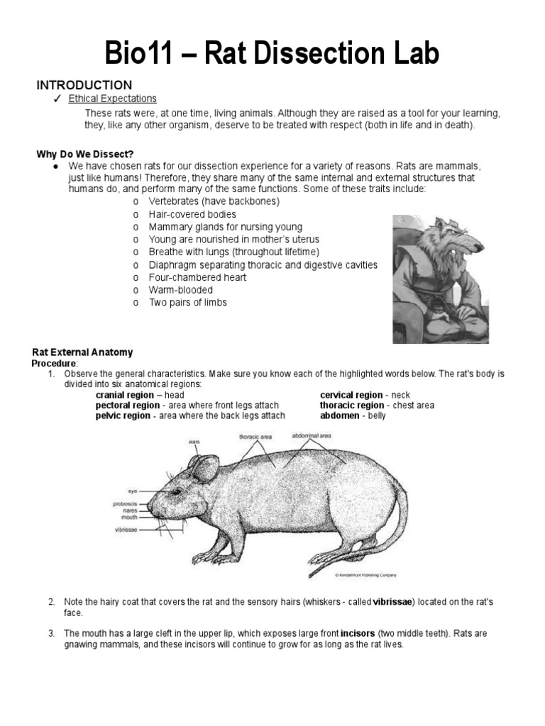 Rat Dissection Lab Updated PDF Small Intestine Pancreas