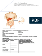 Exploring The Digestive System - The Fate of A Burger