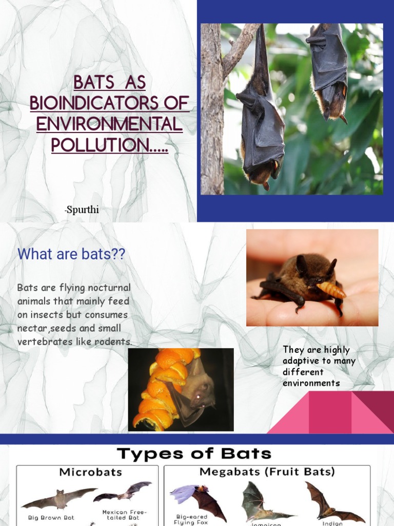 Bats as Indicators of Environmental Health | PDF | Bat | Biodiversity