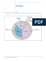 Ciclo Celular