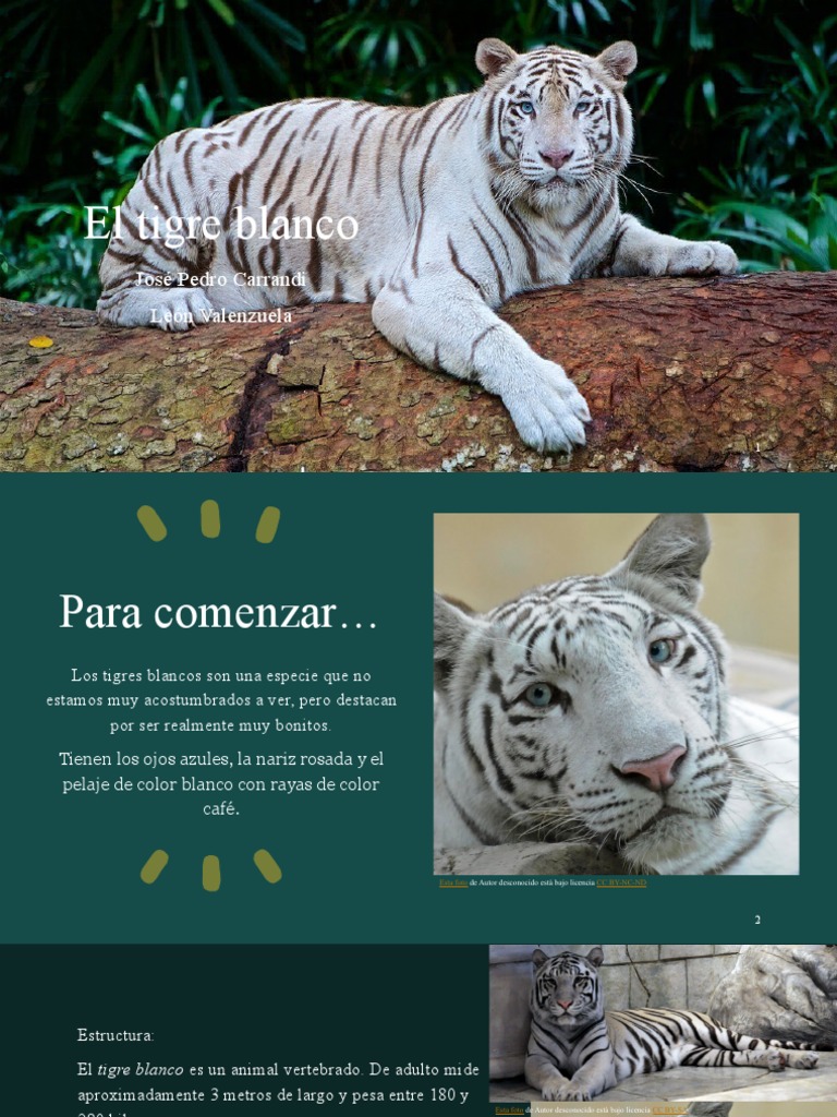 Información sobre el tigre blanco | PDF | Tigre | Conservación