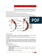 MMC Musculos y Visceras