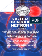 Sistema Urinario y Nefrona