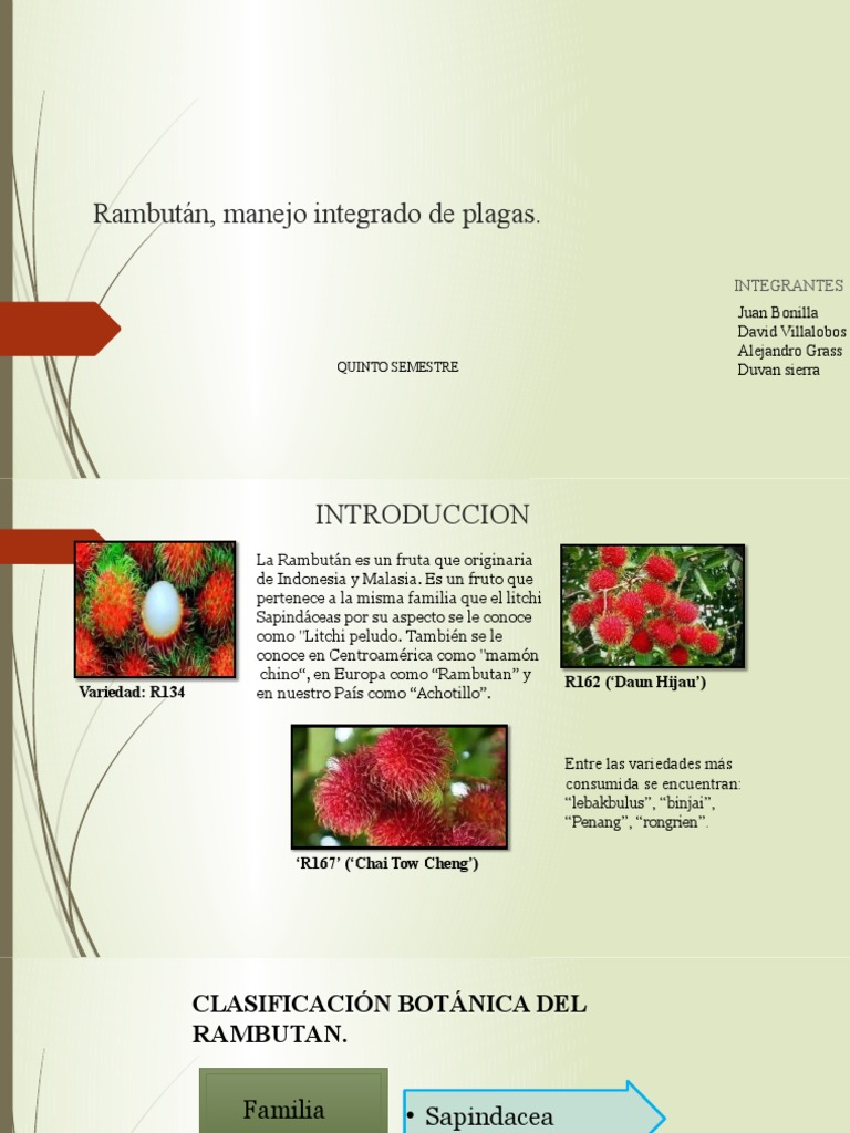 Manejo de Plagas en Rambután R134 | PDF | Insectos | Hexapoda