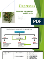 Cupressus: Structure, Reproduction and Life Cycle