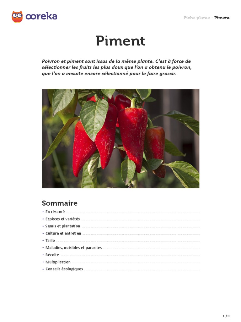 Jardin dans le sac - piment de cayenne - 20 graines - capsicum annum