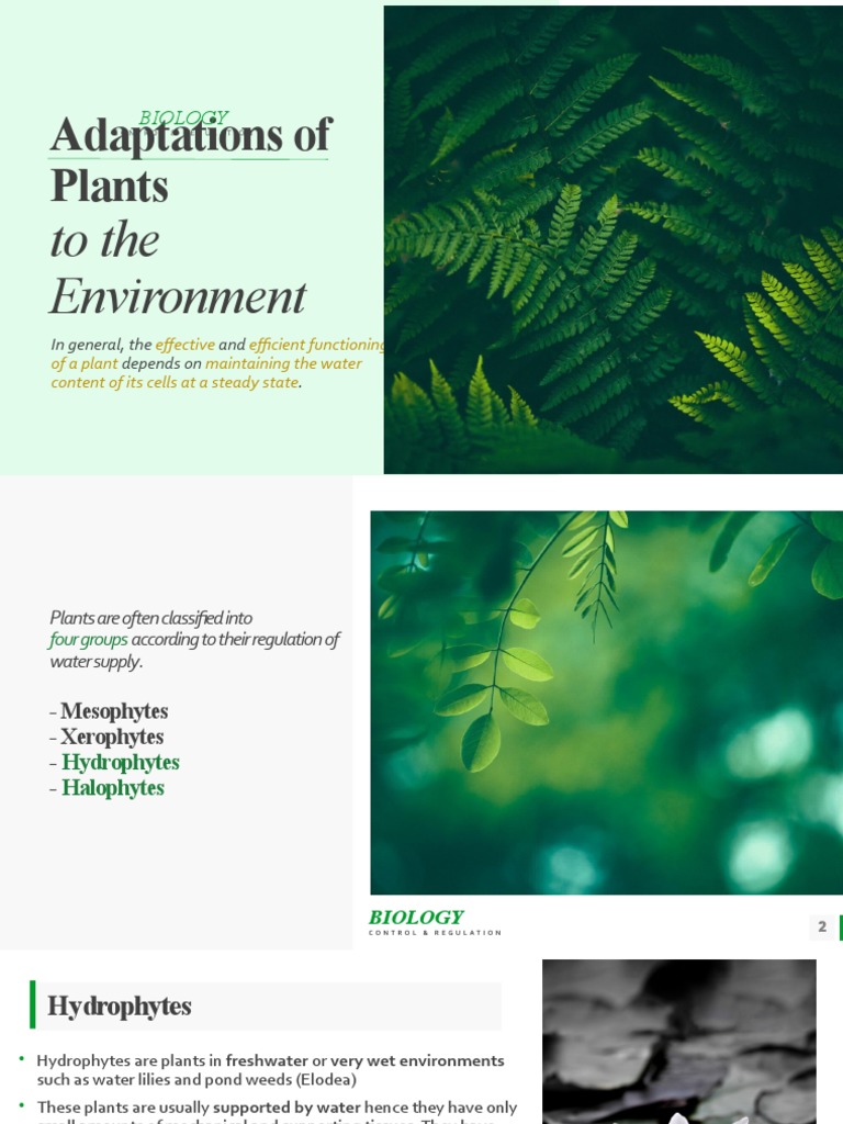 Plant Adaptations to Water Regulation | PDF | Leaf | Tissue (Biology)
