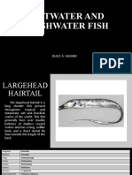 Saltwater Fish - Largehead Hairtail