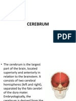 NEUROANATOMY Lecture # 02 (CEREBRUM)