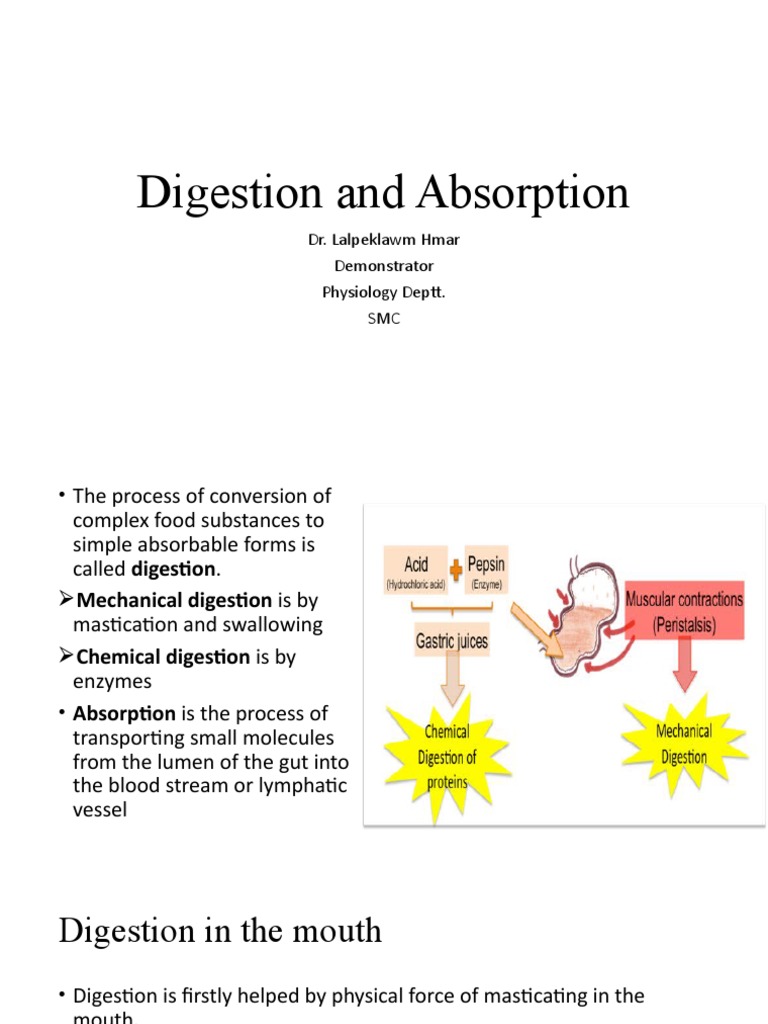 Digestion and Absortion | PDF | Digestion | Small Intestine