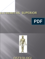 anatomi ekstremitas superior manusia