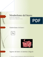 Metabolismo Del Hierro