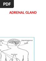 Cushings Syndrome and Addison Disease - BPT