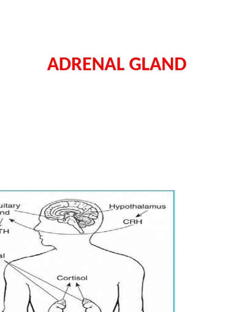 Cushing's Syndrome and Addison Disease Overview | PDF | Adrenal Gland ...