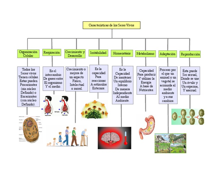 Organizador Visual de Seres Vivos | PDF | Relaciones personales ...