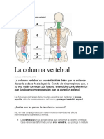 Trabajo Columna Vertebral Nelson.